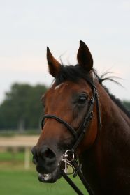 Sport    0000009.JPG